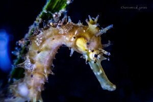 Hippocampus histrix - Spiny Seahorse
100mmL with +10 dio... by Wayne Jones 